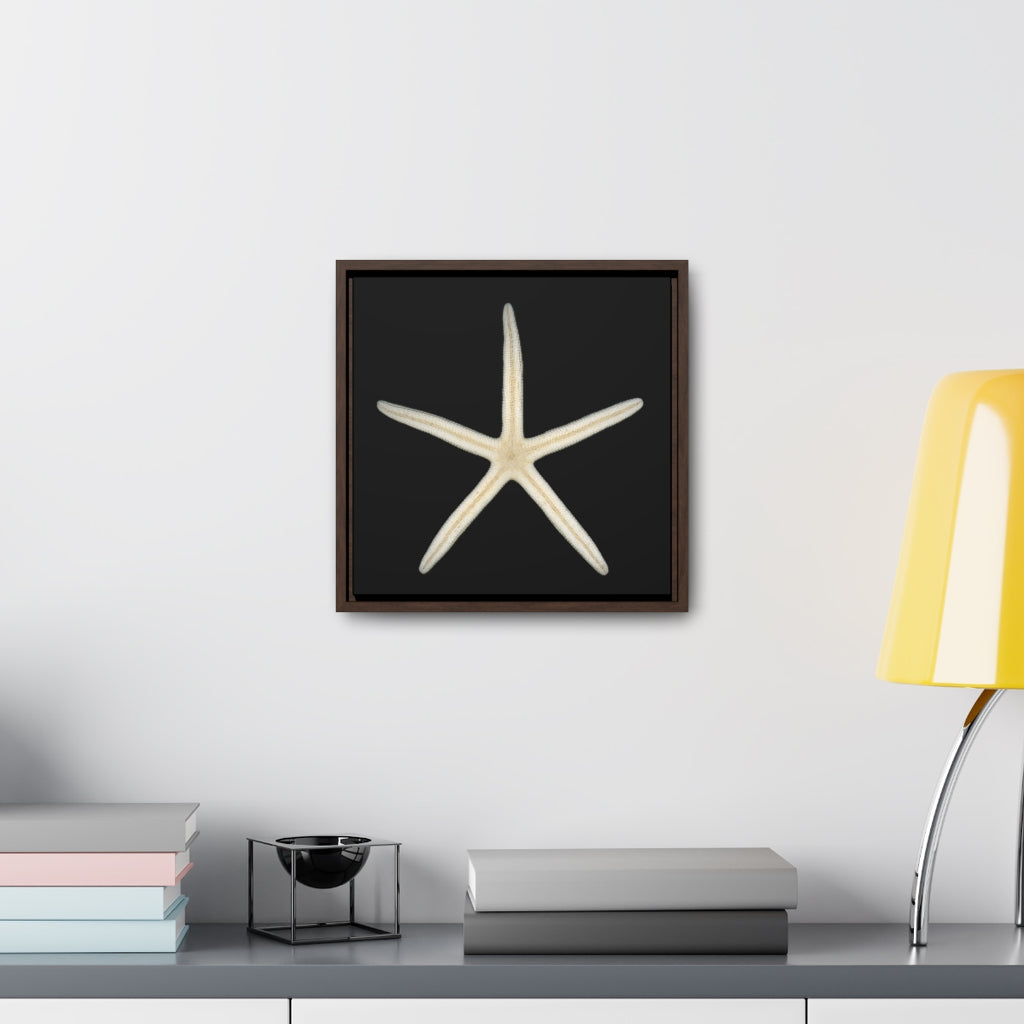 Finger Starfish Shell Bottom | Framed Canvas | Black Background