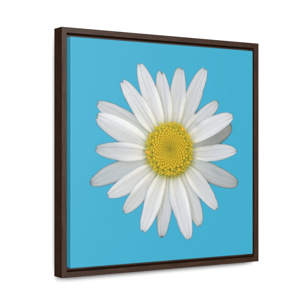 Shasta Daisy Flower White | Framed Canvas | Pool Blue Background