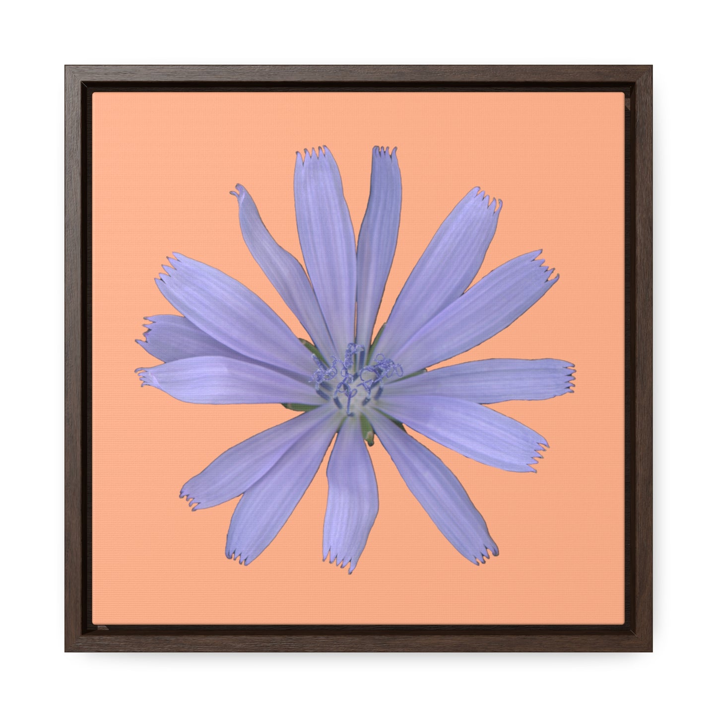 Chicory Flower Blue | Framed Canvas | Peach Background