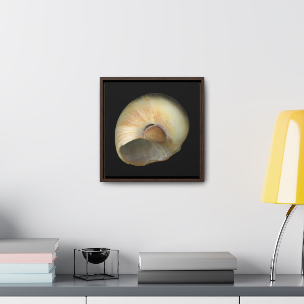 Moon Snail Shell Blue Umbilical | Framed Canvas | Black Background
