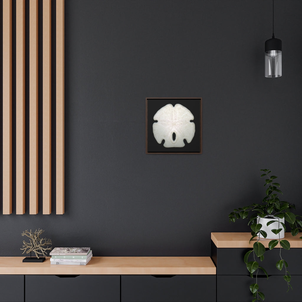 Arrowhead Sand Dollar Shell Top | Framed Canvas | Black Background