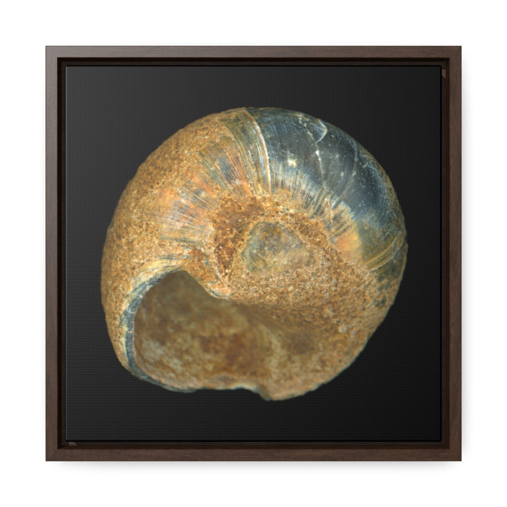 Moon Snail Shell Black & Rust Umbilical | Framed Canvas | Black Background