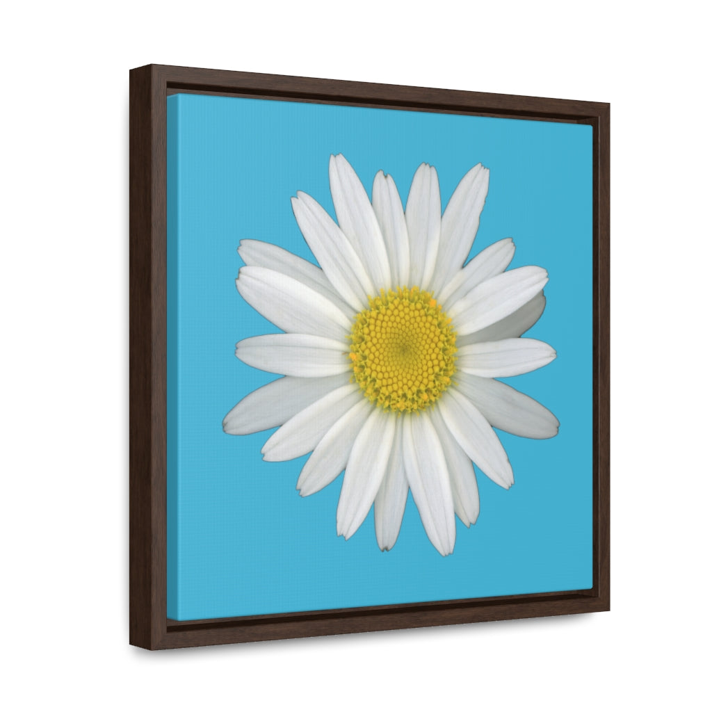 Shasta Daisy Flower White | Framed Canvas | Pool Blue Background