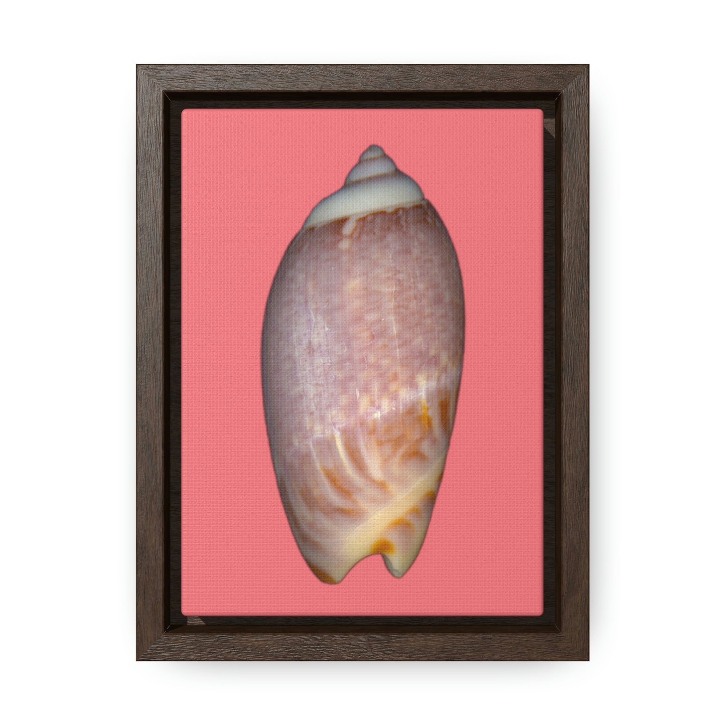 Olive Snail Shell Brown Dorsal | Framed Canvas | Salmon Background