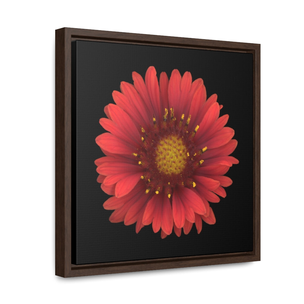 Blanket Flower Gaillardia Red | Framed Canvas | Black Background