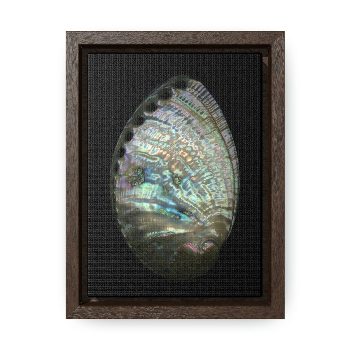 Abalone Shell Exterior | Framed Canvas | Black Background