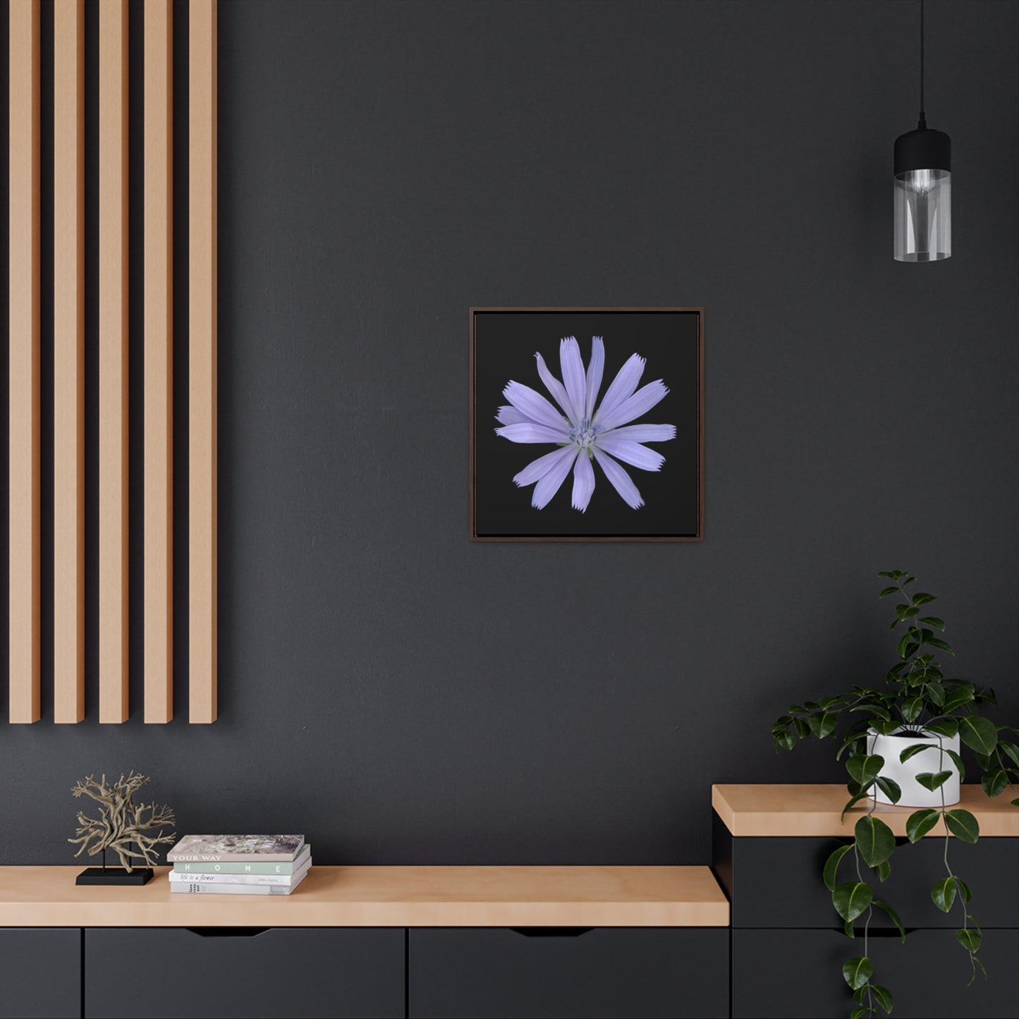 Chicory Flower Blue | Framed Canvas | Black Background