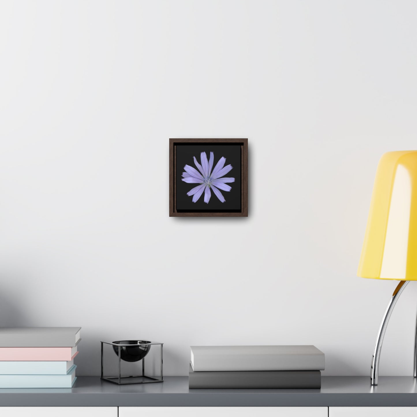 Chicory Flower Blue | Framed Canvas | Black Background