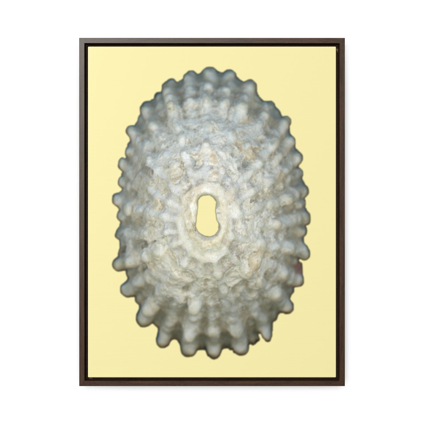 Keyhole Limpet Shell White Exterior | Framed Canvas | Sunshine Background