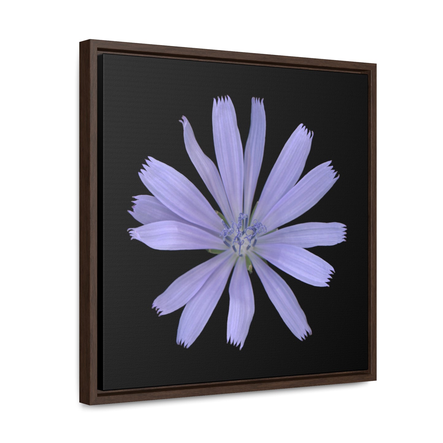 Chicory Flower Blue | Framed Canvas | Black Background