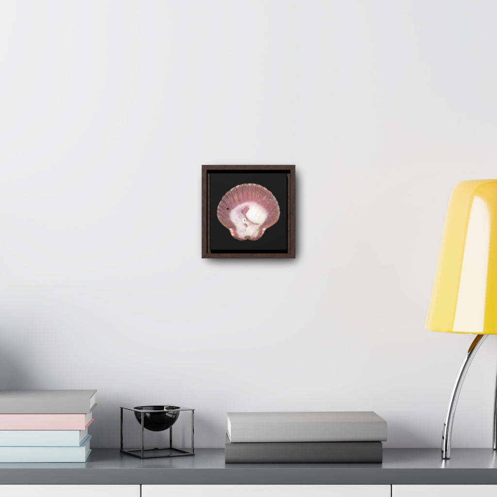 Scallop Shell Magenta Left Exterior | Framed Canvas | Black Background