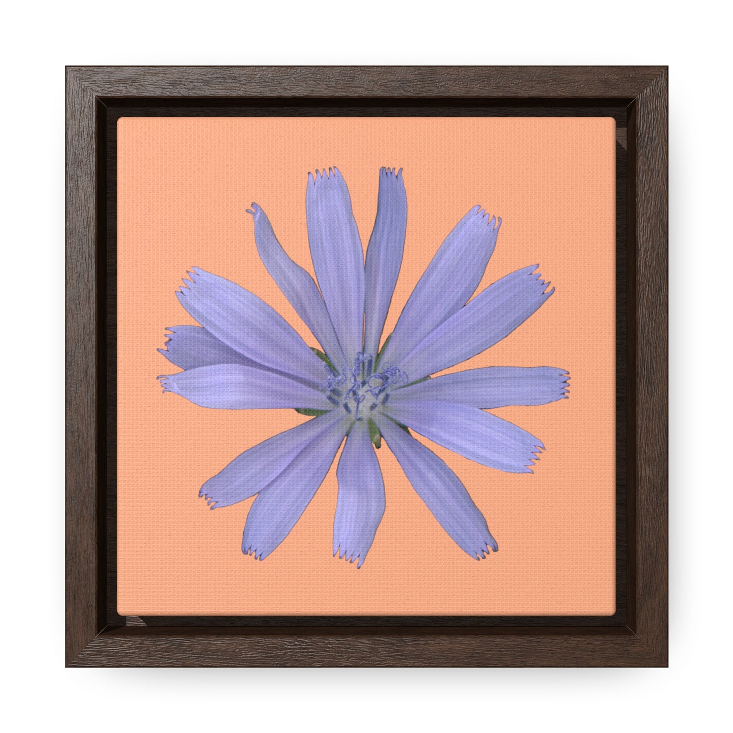 Chicory Flower Blue | Framed Canvas | Peach Background