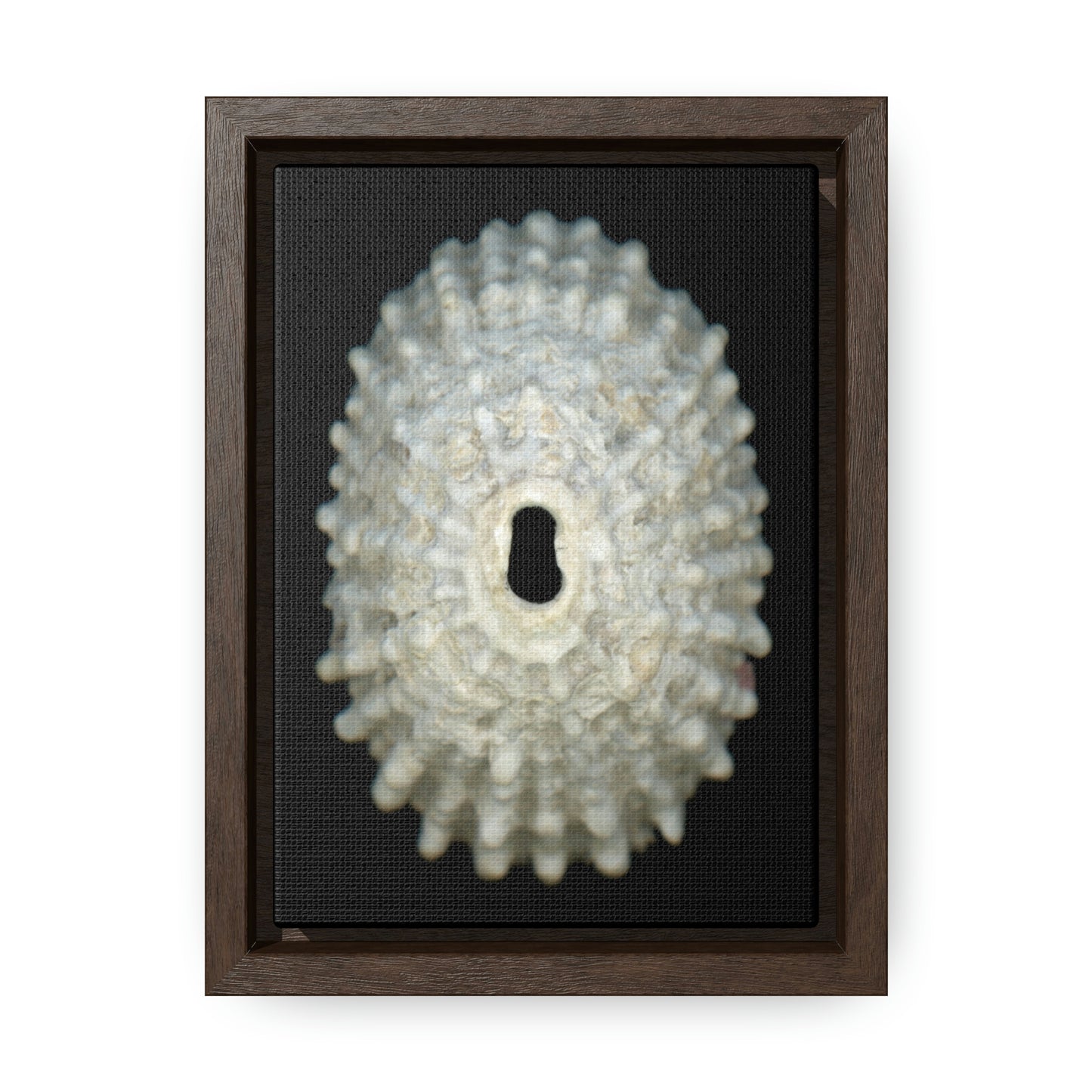 Keyhole Limpet Shell White Exterior | Framed Canvas | Black Background
