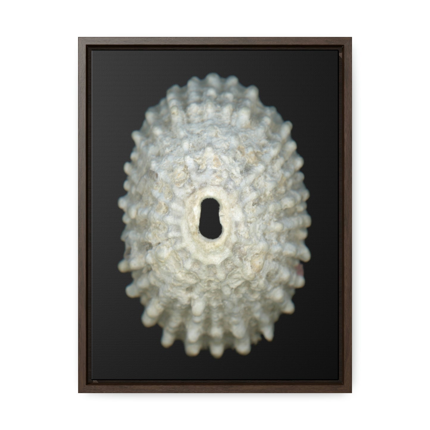 Keyhole Limpet Shell White Exterior | Framed Canvas | Black Background