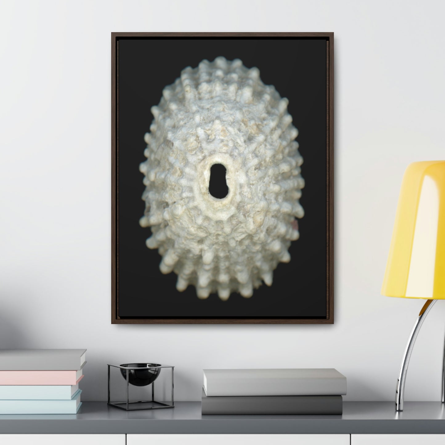 Keyhole Limpet Shell White Exterior | Framed Canvas | Black Background