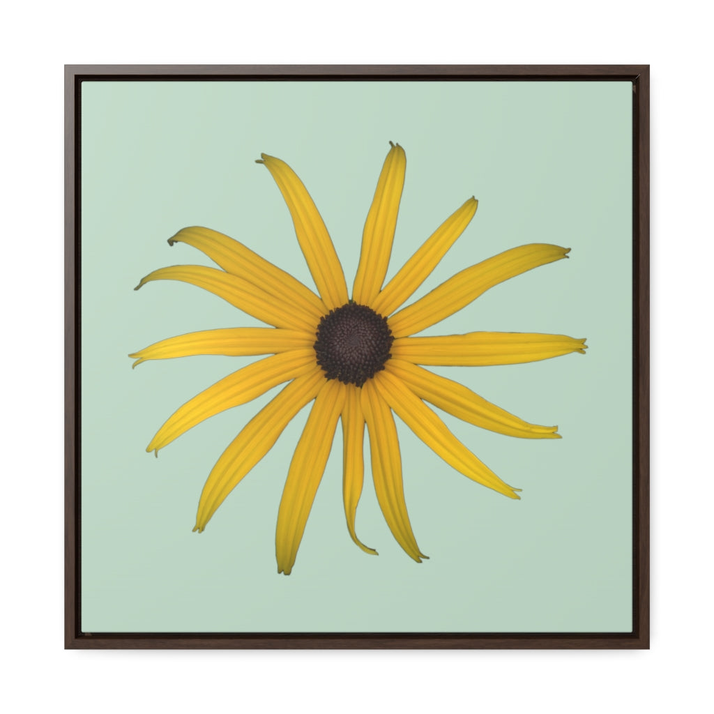 Black-eyed Susan Rudbeckia Flower Yellow | Framed Canvas | Sage Background