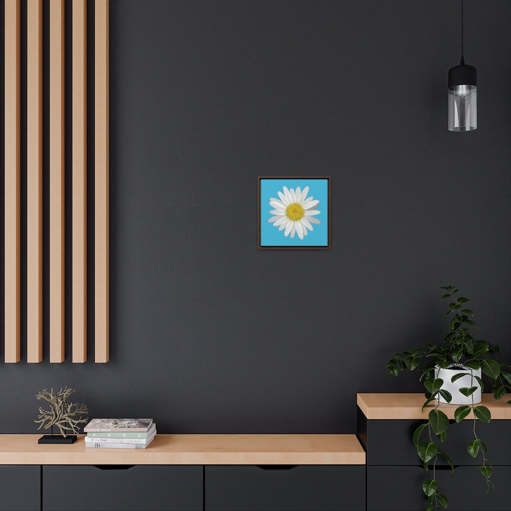 Shasta Daisy Flower White | Framed Canvas | Pool Blue Background