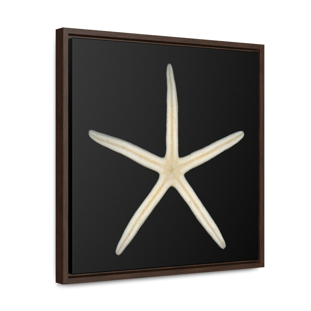 Finger Starfish Shell Bottom | Framed Canvas | Black Background