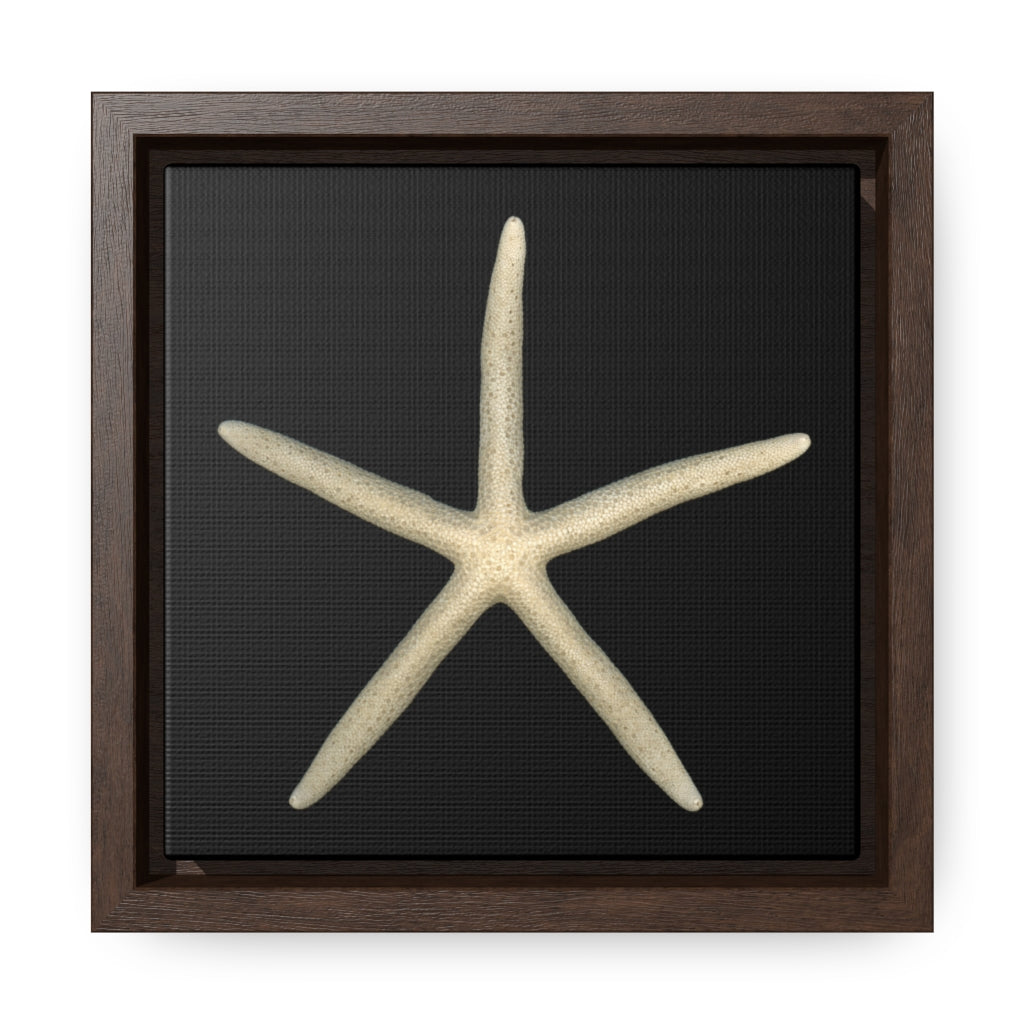 Finger Starfish Shell Top | Framed Canvas | Black Background