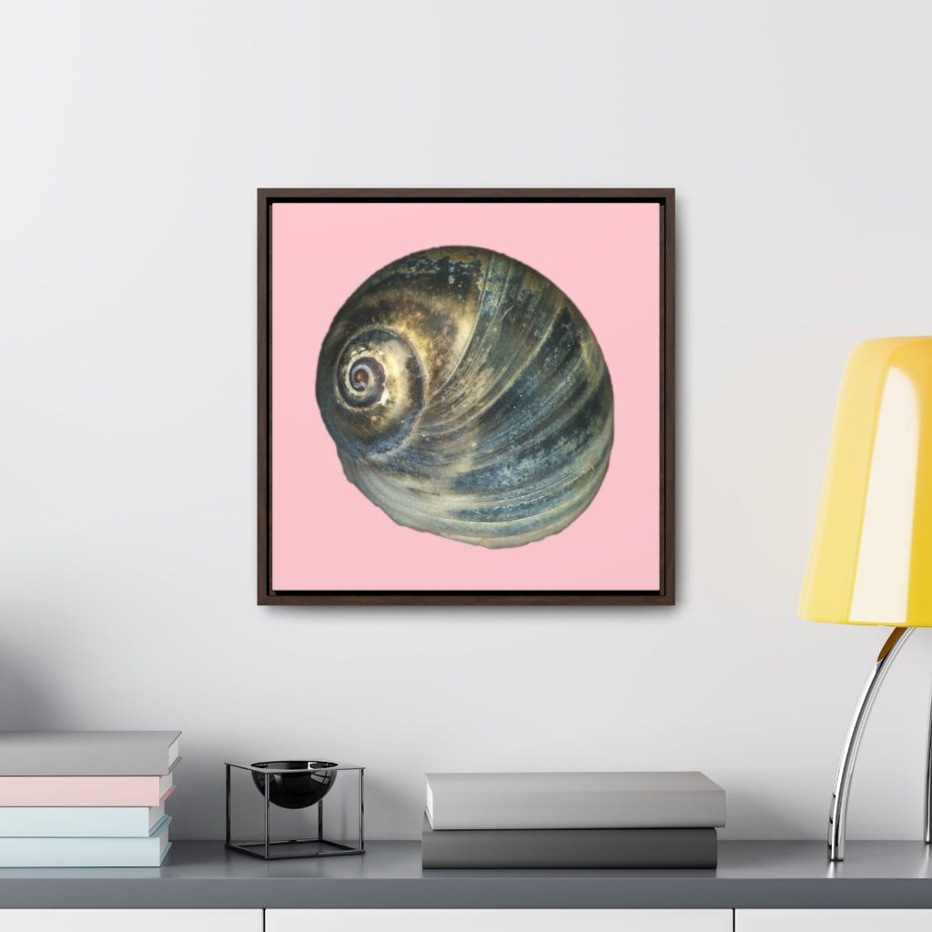 Moon Snail Shell Blue Apical | Framed Canvas | Pink Background