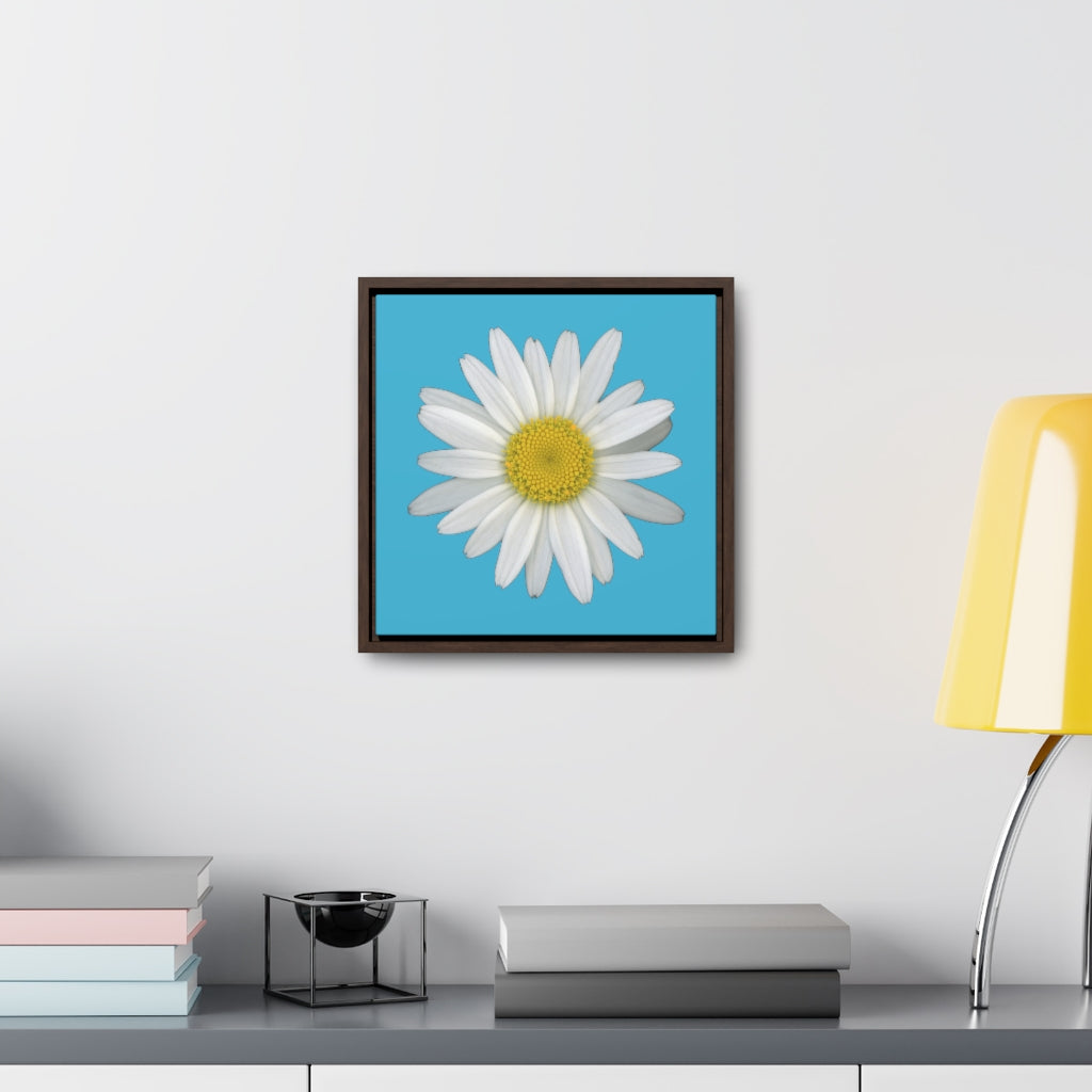 Shasta Daisy Flower White | Framed Canvas | Pool Blue Background