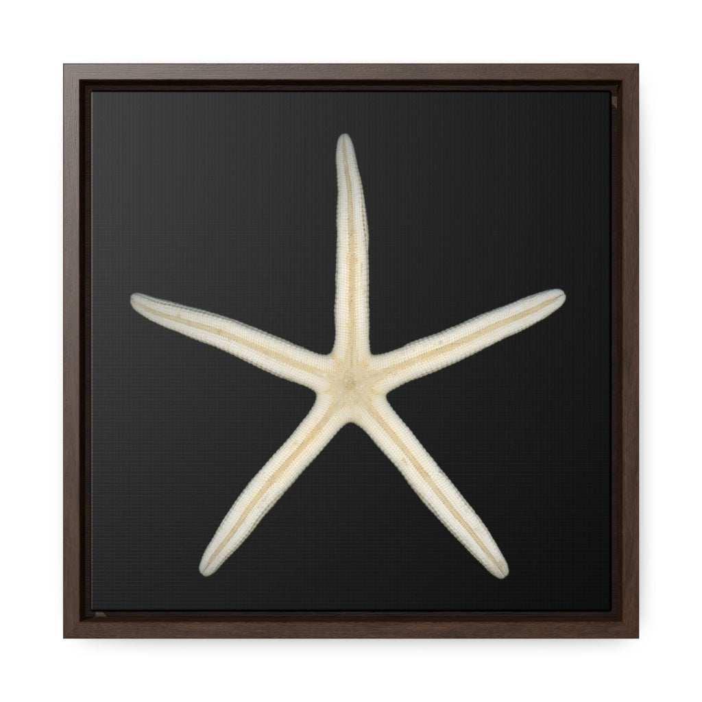 Finger Starfish Shell Bottom | Framed Canvas | Black Background