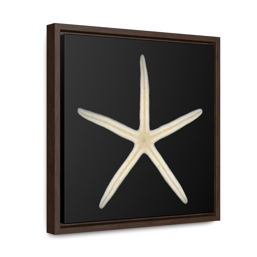 Finger Starfish Shell Bottom | Framed Canvas | Black Background