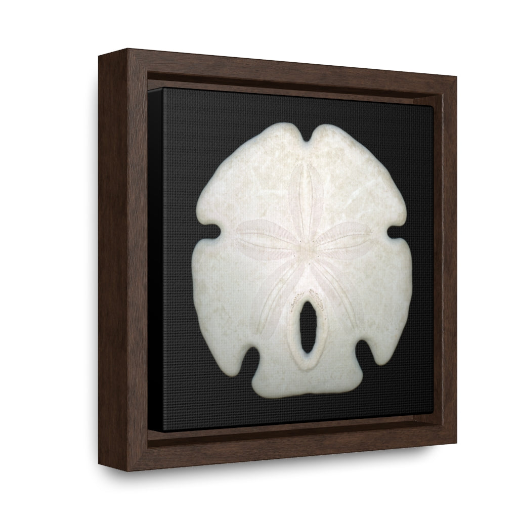 Arrowhead Sand Dollar Shell Top | Framed Canvas | Black Background