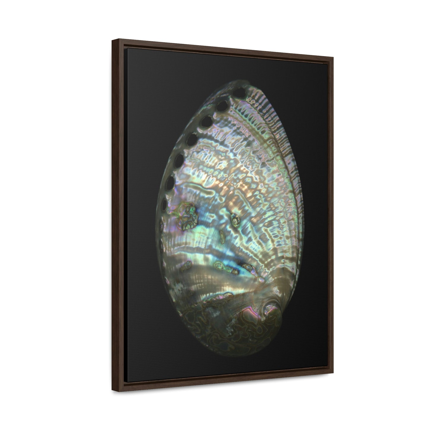 Abalone Shell Exterior | Framed Canvas | Black Background