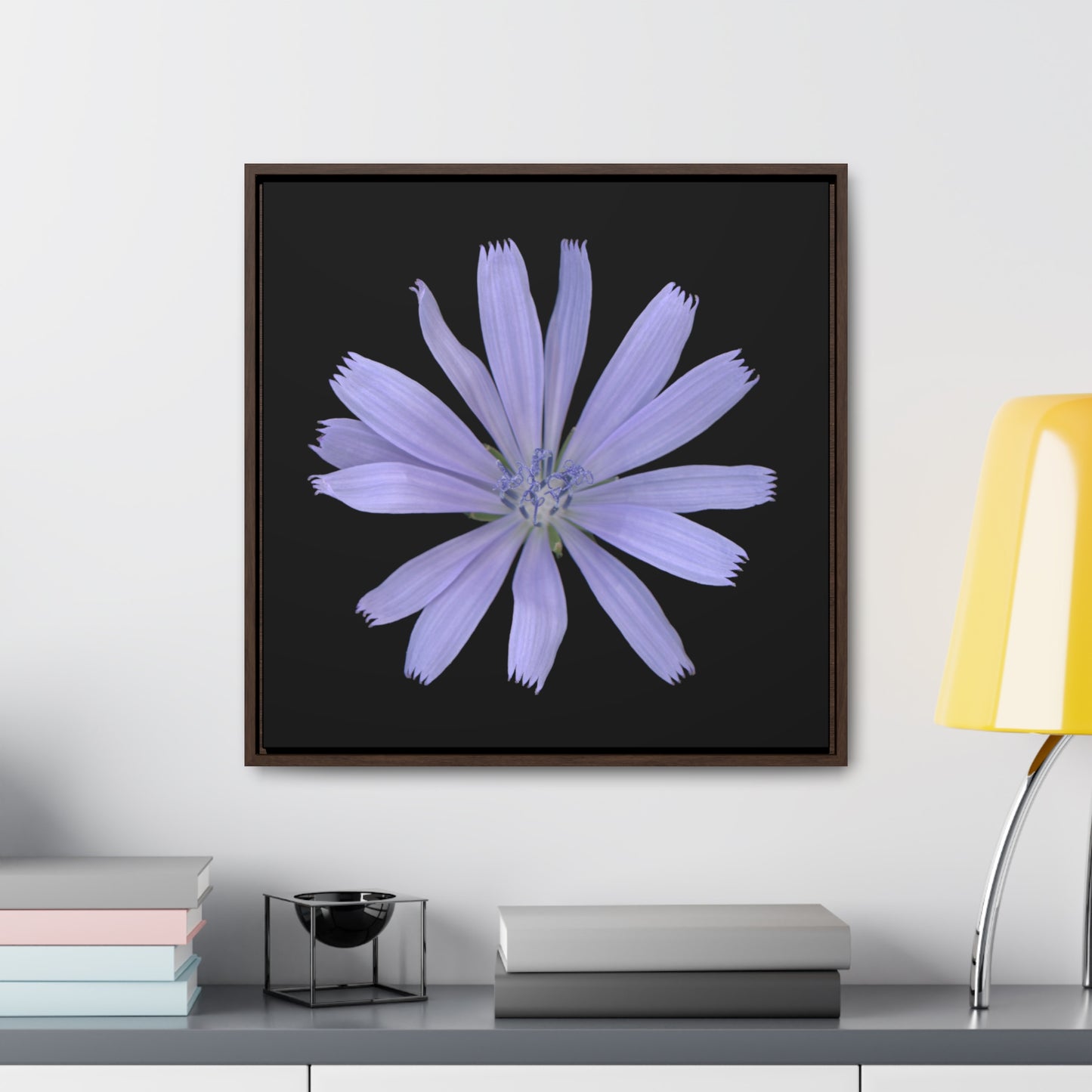 Chicory Flower Blue | Framed Canvas | Black Background