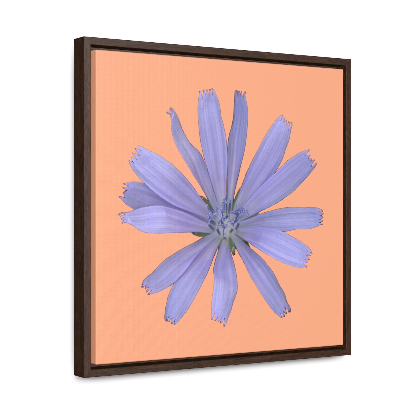 Chicory Flower Blue | Framed Canvas | Peach Background