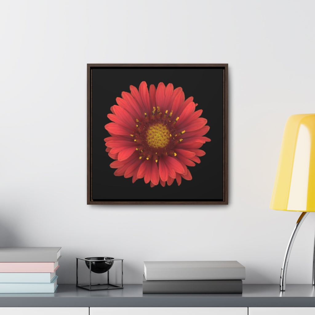 Blanket Flower Gaillardia Red | Framed Canvas | Black Background