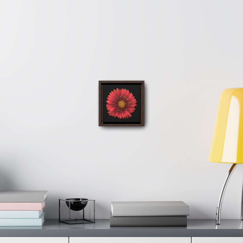 Blanket Flower Gaillardia Red | Framed Canvas | Black Background