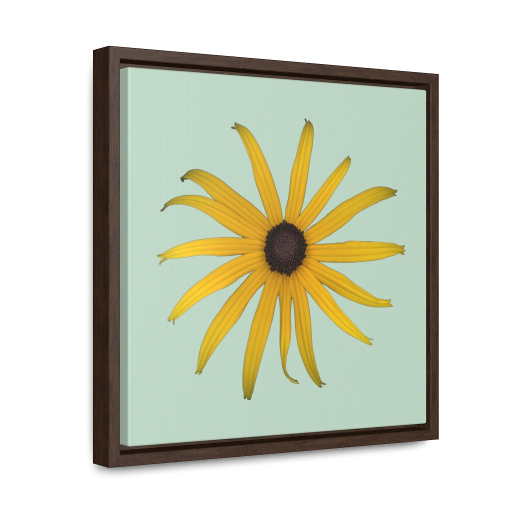 Black-eyed Susan Rudbeckia Flower Yellow | Framed Canvas | Sage Background