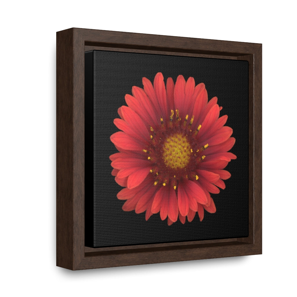 Blanket Flower Gaillardia Red | Framed Canvas | Black Background