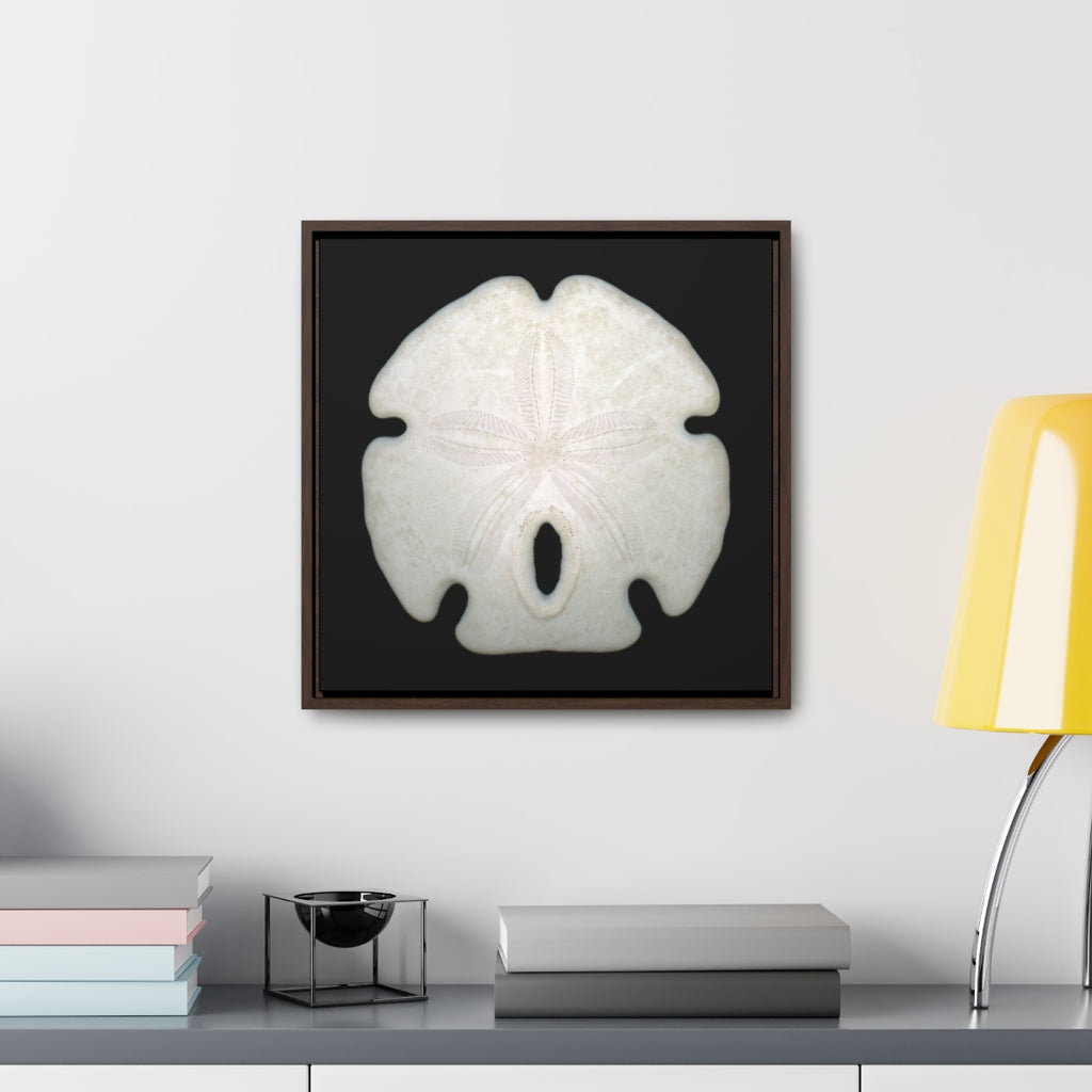 Arrowhead Sand Dollar Shell Top | Framed Canvas | Black Background