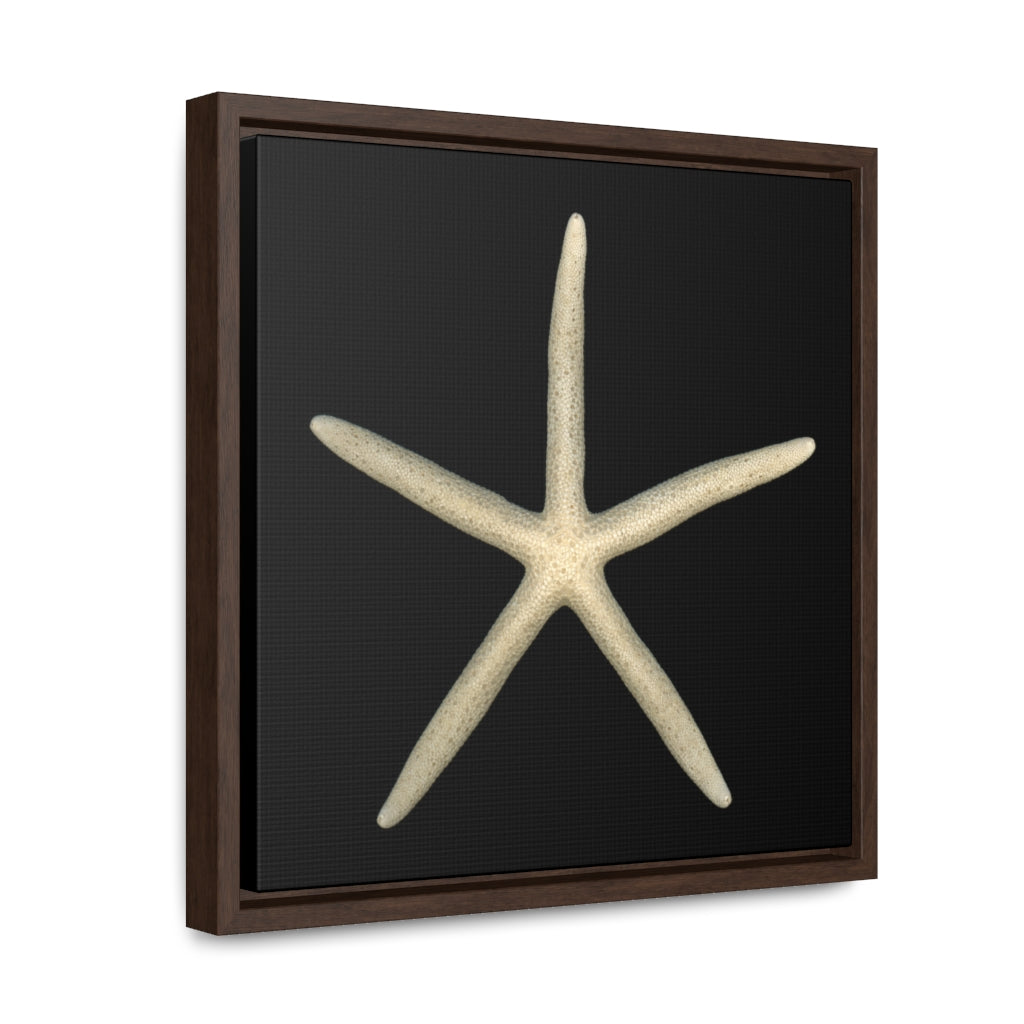 Finger Starfish Shell Top | Framed Canvas | Black Background