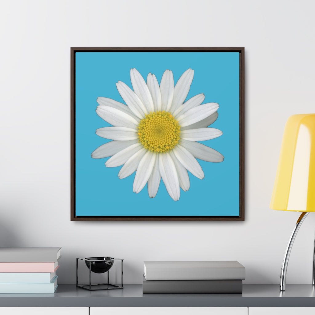 Shasta Daisy Flower White | Framed Canvas | Pool Blue Background