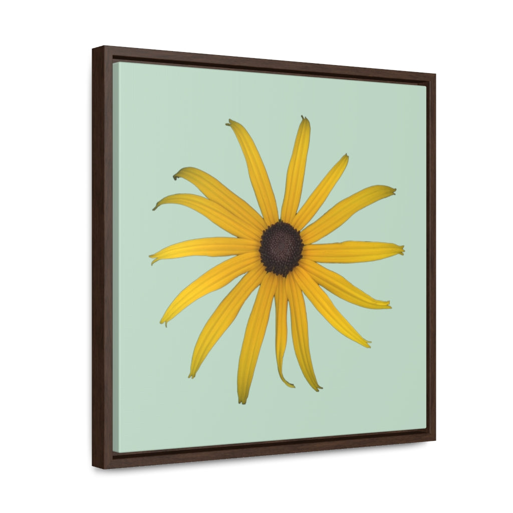 Black-eyed Susan Rudbeckia Flower Yellow | Framed Canvas | Sage Background