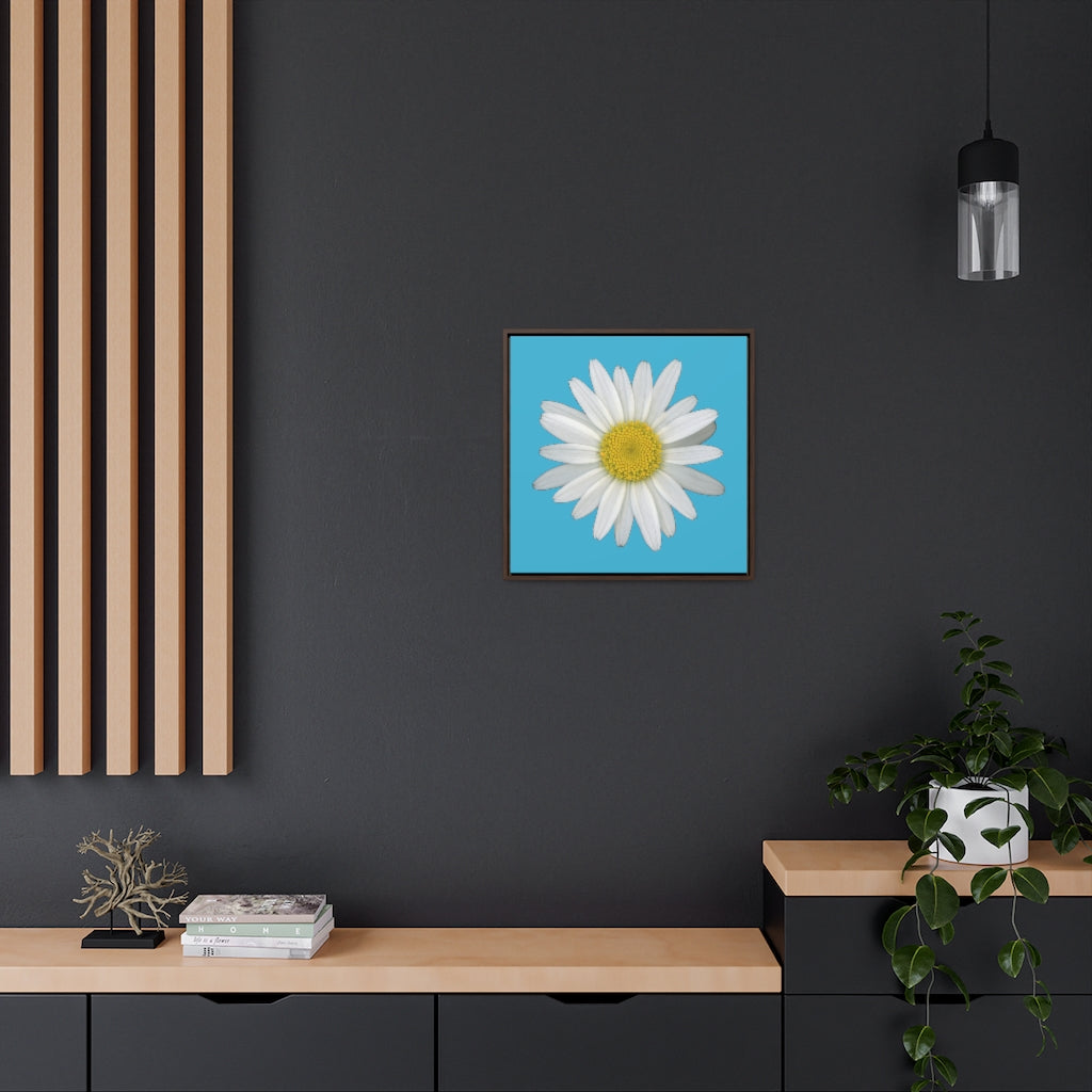 Shasta Daisy Flower White | Framed Canvas | Pool Blue Background