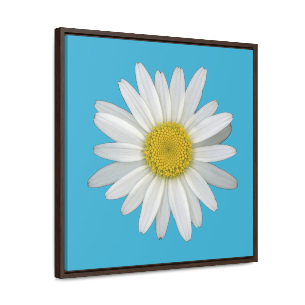 Shasta Daisy Flower White | Framed Canvas | Pool Blue Background