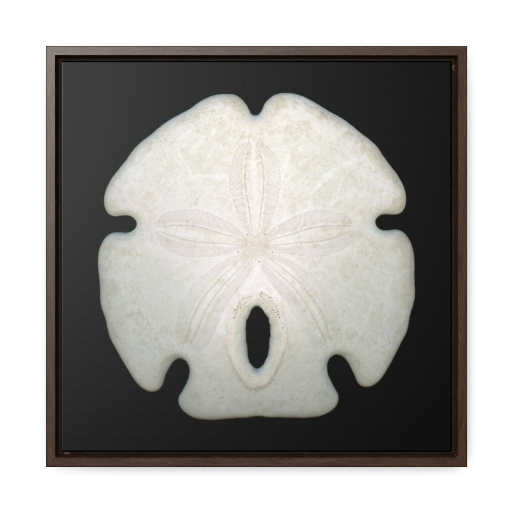 Arrowhead Sand Dollar Shell Top | Framed Canvas | Black Background
