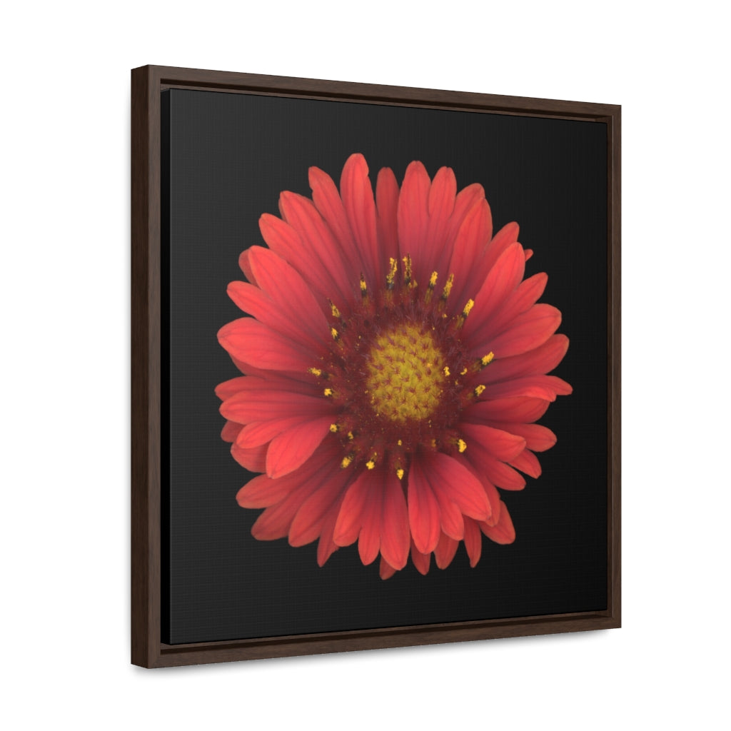 Blanket Flower Gaillardia Red | Framed Canvas | Black Background