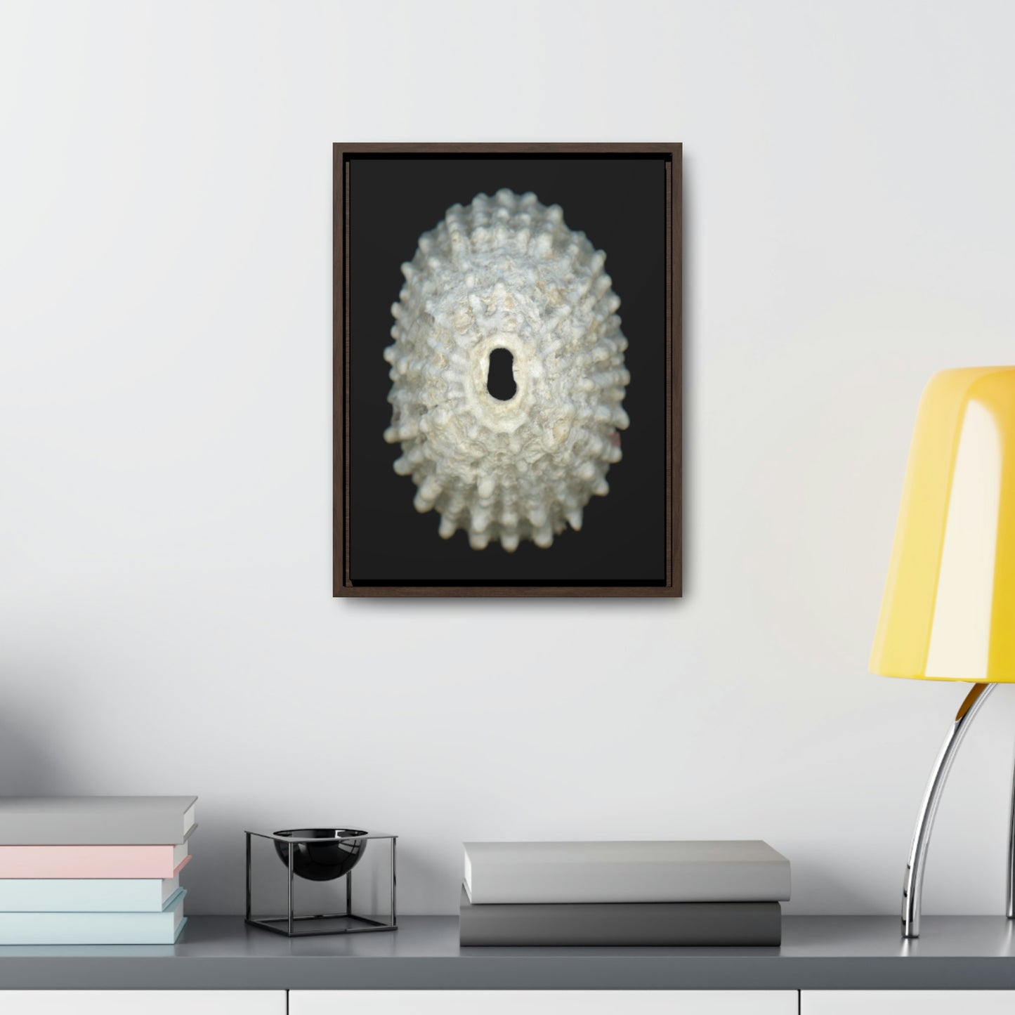 Keyhole Limpet Shell White Exterior | Framed Canvas | Black Background