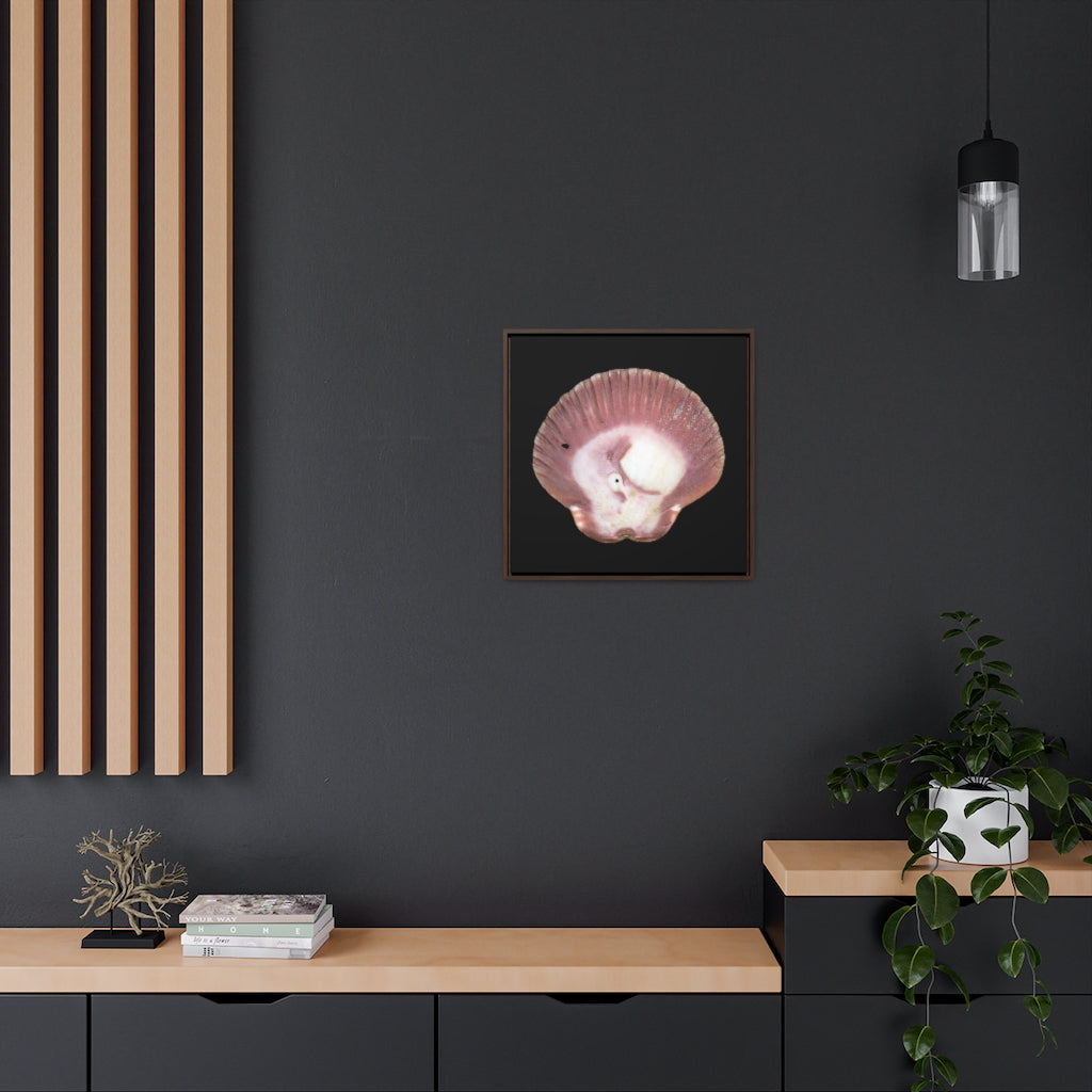 Scallop Shell Magenta Left Exterior | Framed Canvas | Black Background