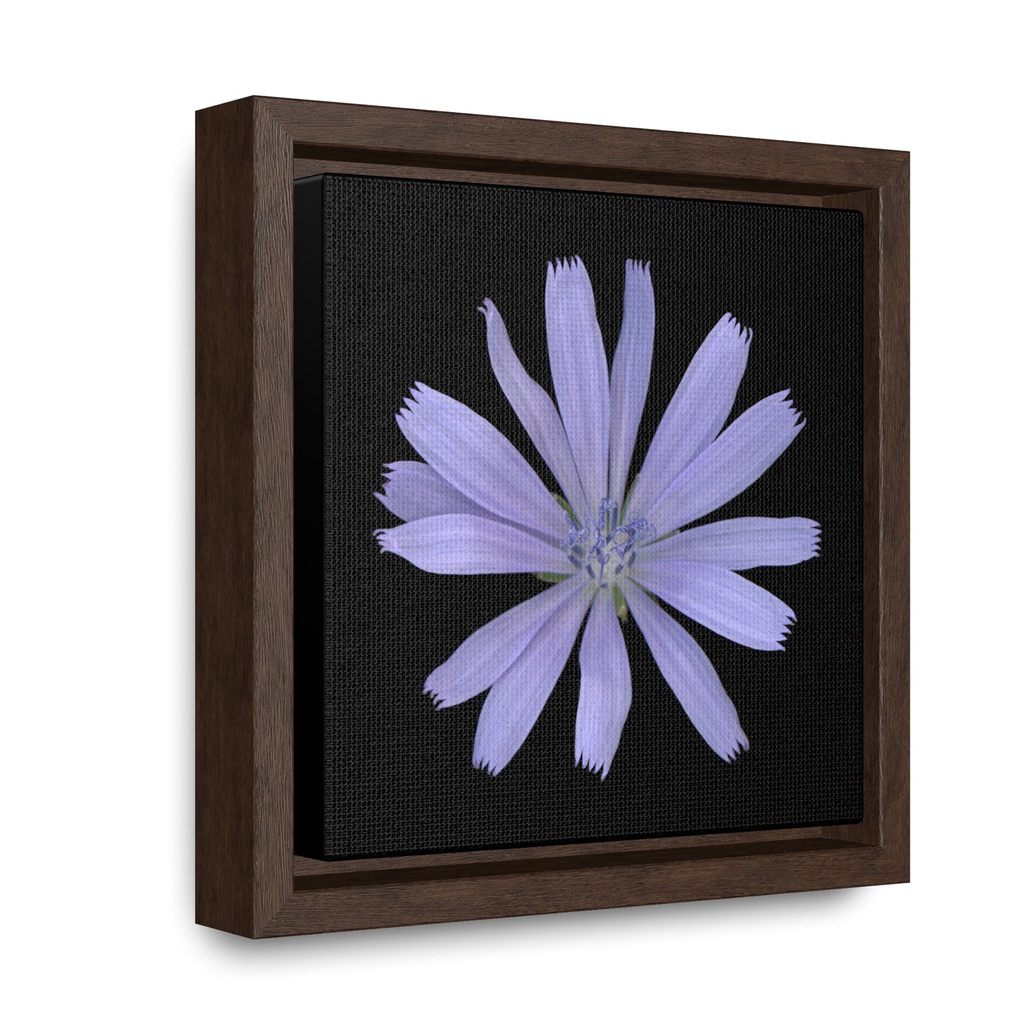 Chicory Flower Blue | Framed Canvas | Black Background