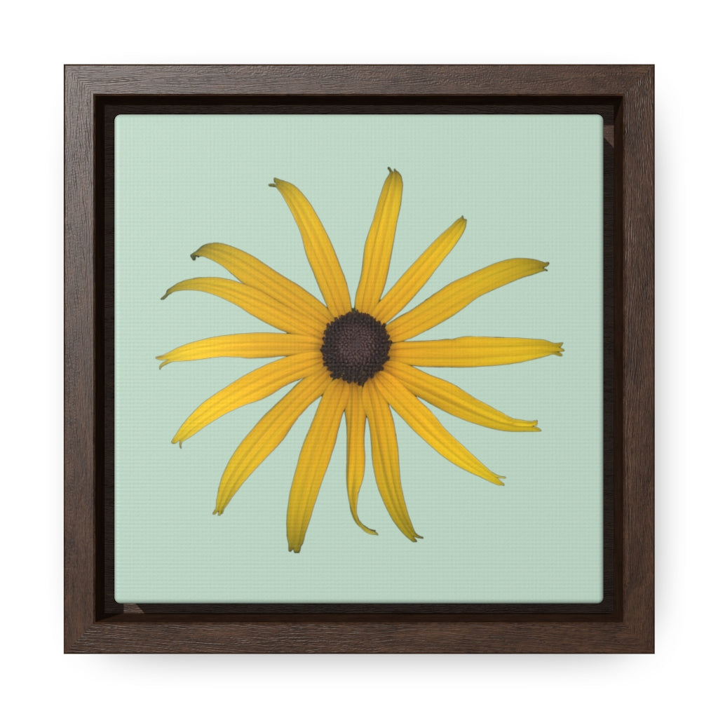 Black-eyed Susan Rudbeckia Flower Yellow | Framed Canvas | Sage Background