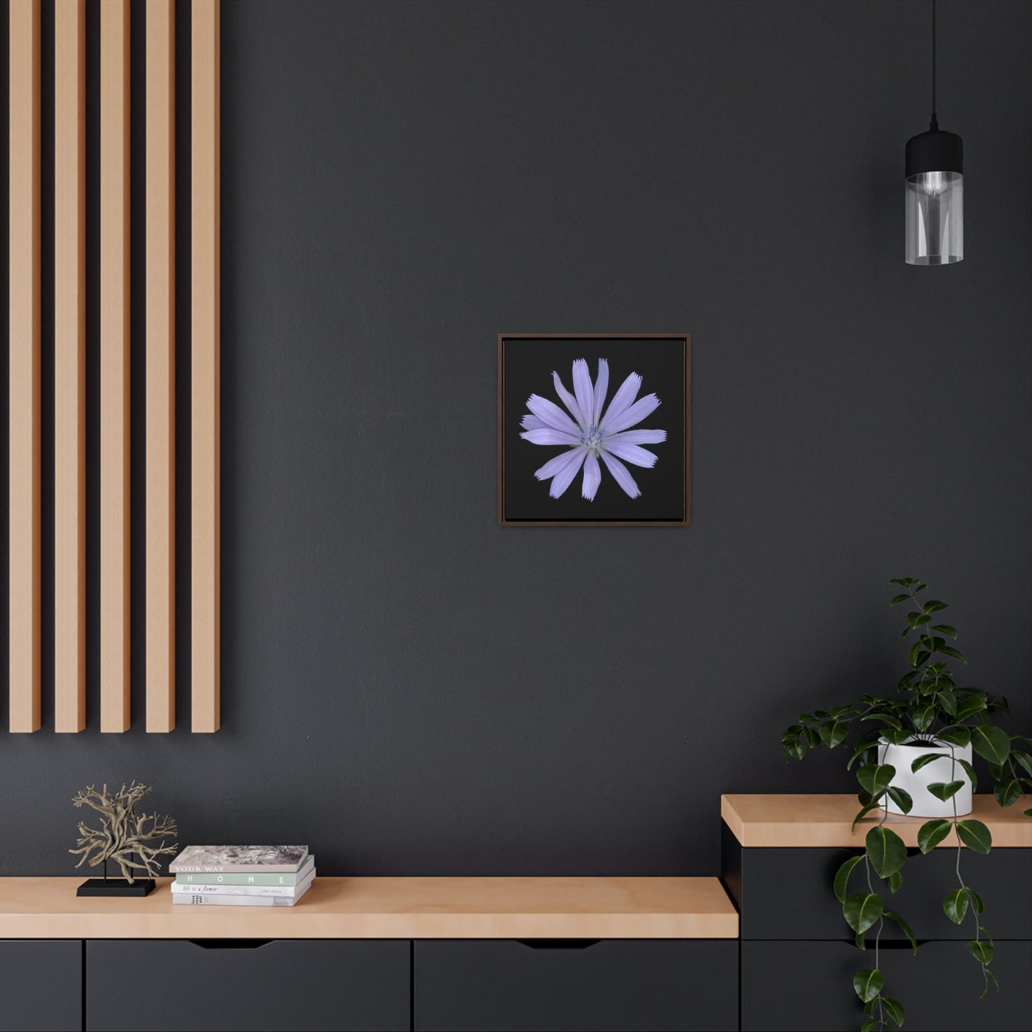 Chicory Flower Blue | Framed Canvas | Black Background