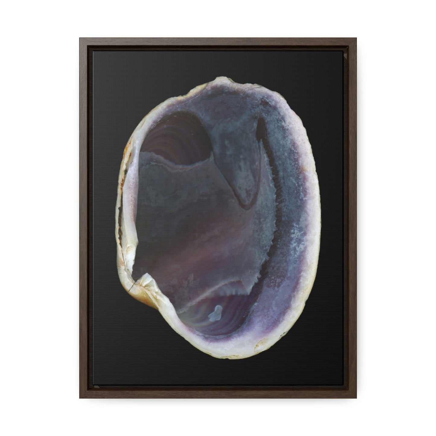 Quahog Clam Shell Purple Right Interior | Framed Canvas | Black Background