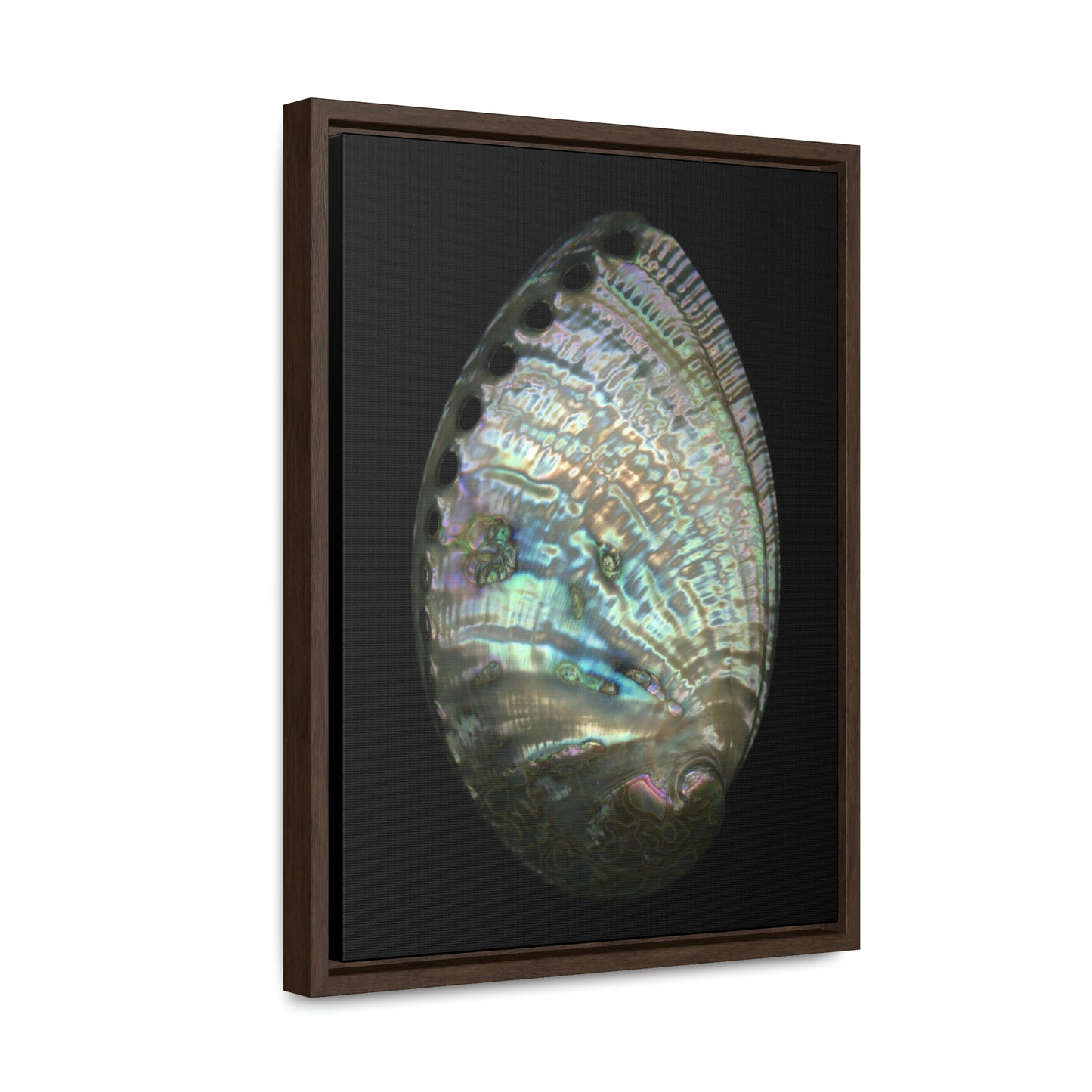 Abalone Shell Exterior | Framed Canvas | Black Background